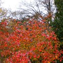 Viburnum x burkwoodii automne